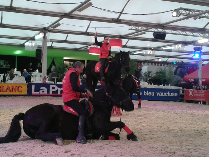 Upsie du Percy couchée, les chevaux de Merens à Cheval Passion 2014