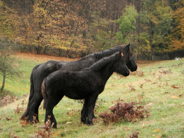 Rhône-Alpes Nahelle et Vahelle du Percy, la mère et la fille. Qu'y a-t-il de si intéressant là bas?